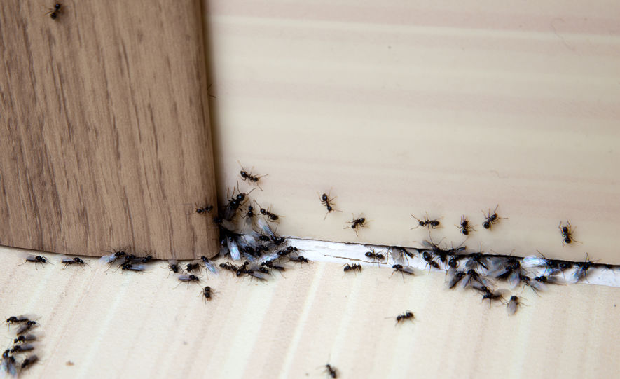  Formigas em superfície de madeira
