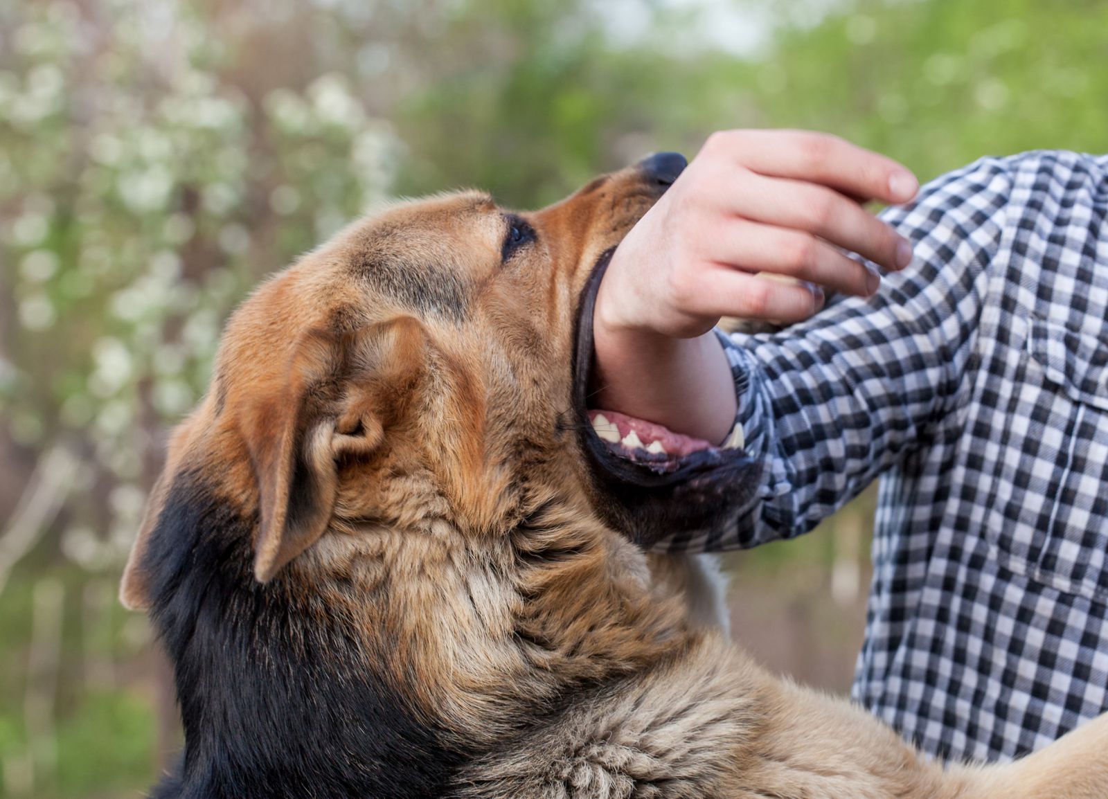 Sonhar com cachorro mordendo: você sabe o que significa?