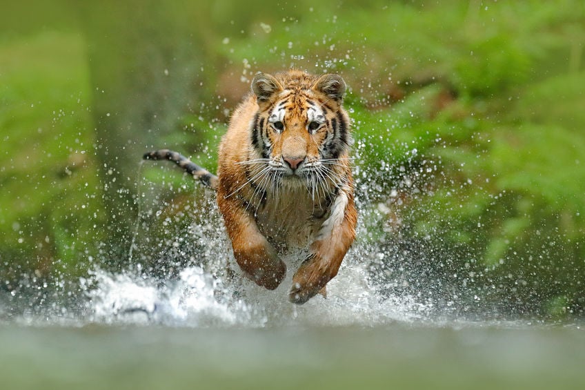 Tigre correndo sob a água