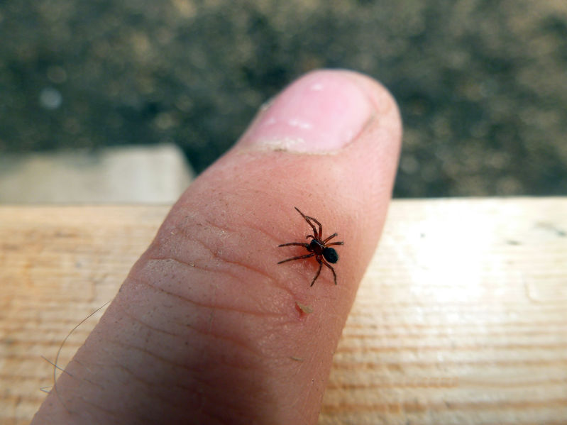 Aranha em um dedo 