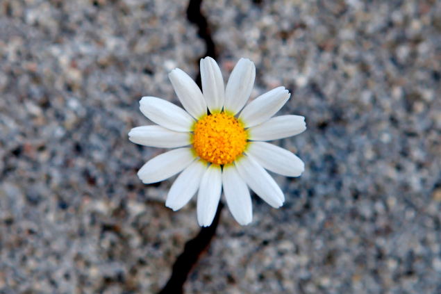 Flor nascendo do asfalto