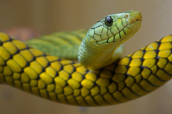 Cobra grande e verde