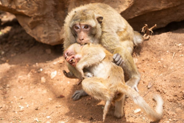 Macaco mordendo um macaco filhote