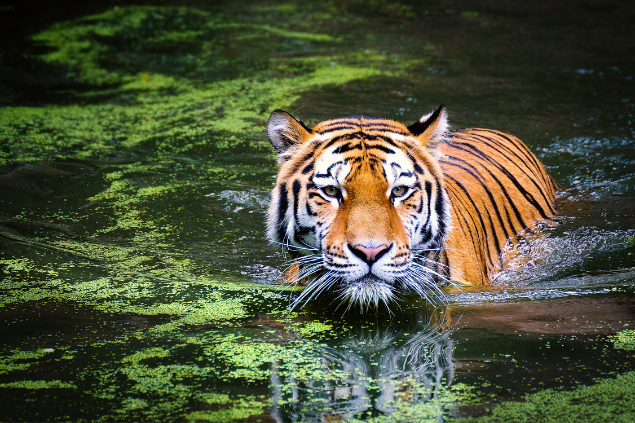 Tigre saindo de dentro da água
