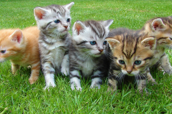 Gatos filhotes no meio da grama