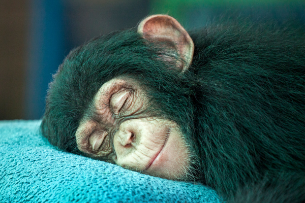 Macaco preto dormindo