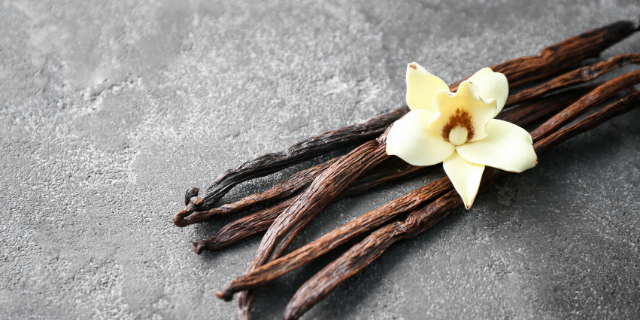 belchonock / Canva Flor de orquídea Vanilla sobre vagens secas de baunilha.