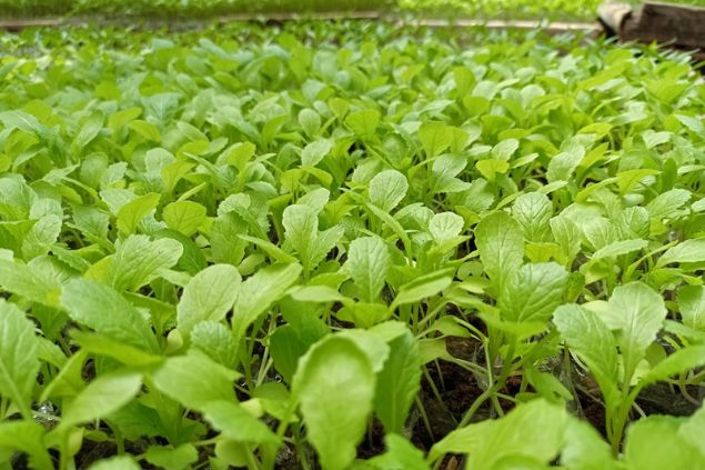 ByPict projects / Shutterstock Plantação de mostarda.