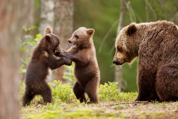Urso mãe com filhotes