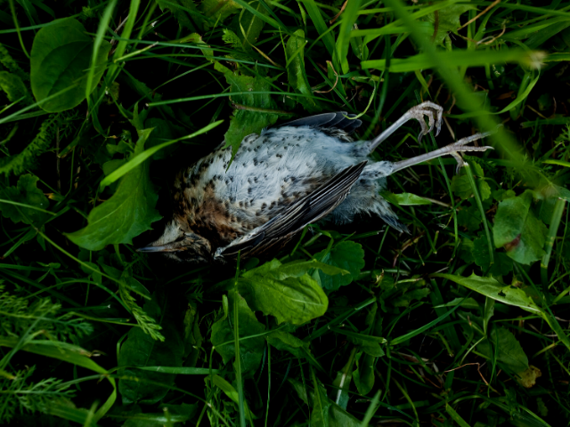Pássaro morto em grama