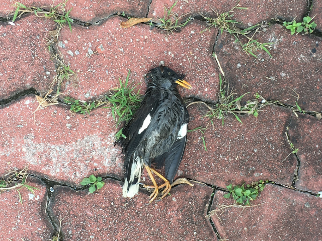 Pássaro morto no chão