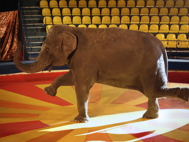 Elefante em circo
