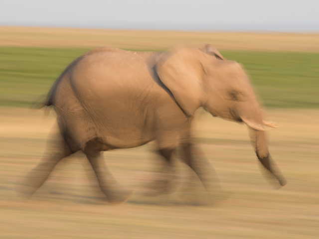 Elefante correndo 