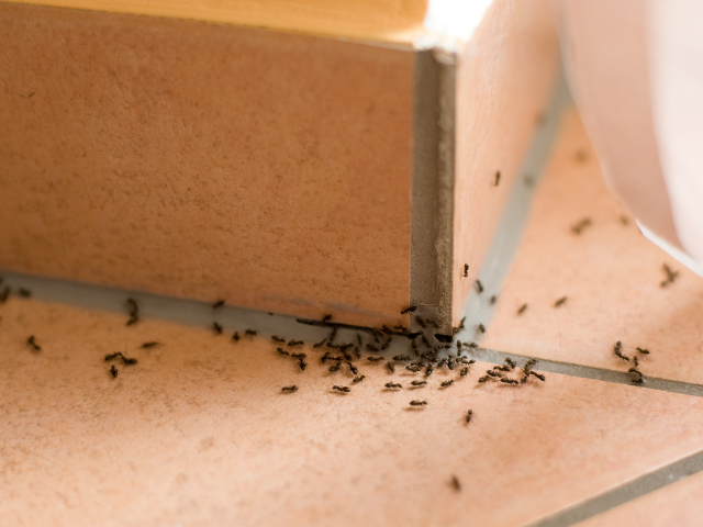 Muitas formigas em tijolos