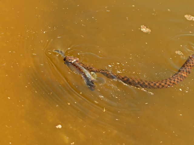 Cobra em água barrenta
