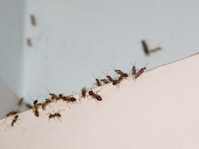 Formigas subindo em mesa
