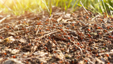 Formigas em grama