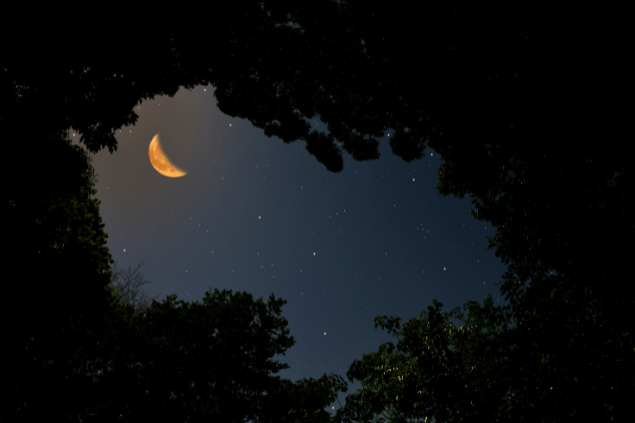 Lua Crescente em meio a árvores