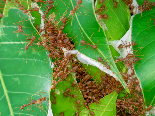 Muitas formigas em folha