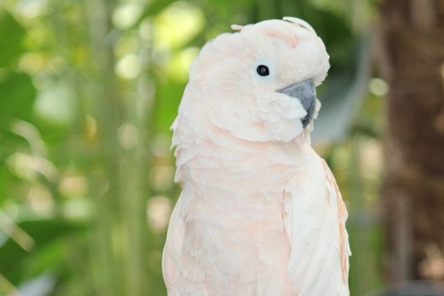 Foto de um papagaio branco