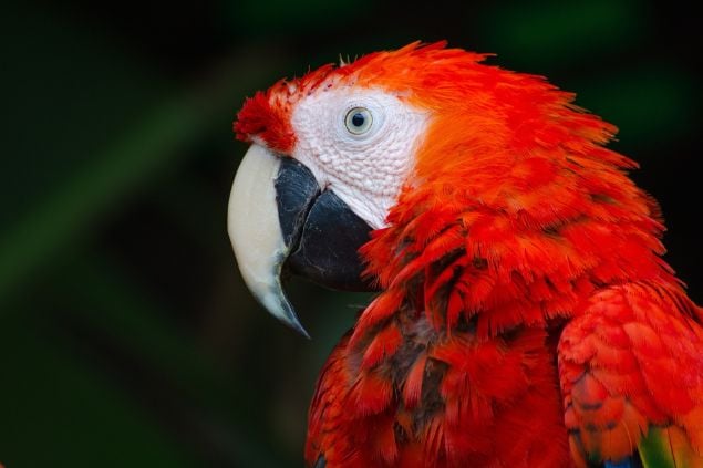Foto de um papagaio vermelho de perfil