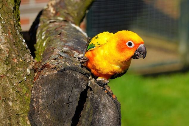 Foto de um papagaio pequeno e amarelo na árvore