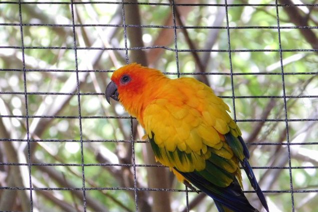 Imagem de um papagaio na gaiola