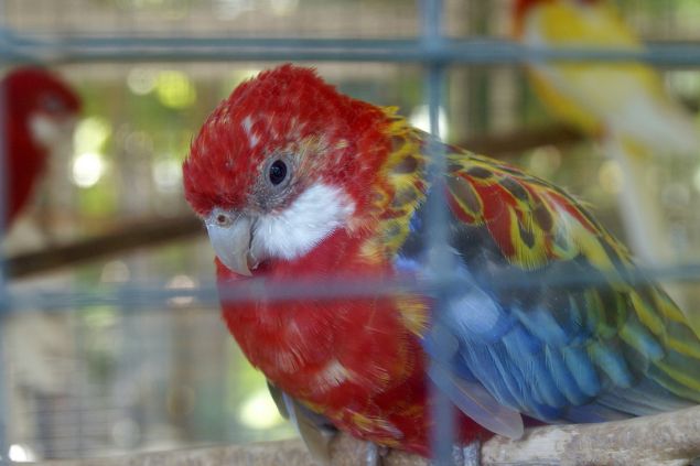 Imagem de um papagaio aparentemente triste