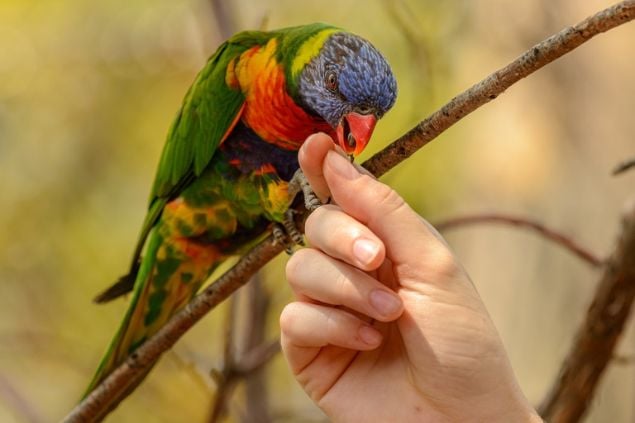 Foto da mão de uma pessoa alimentando o papagaio