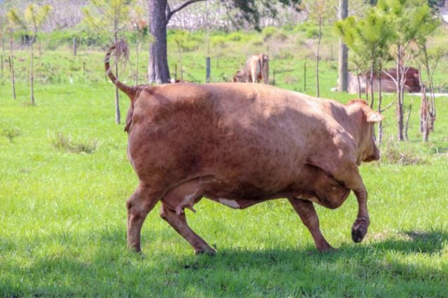Vaca marrom correndo no pasto