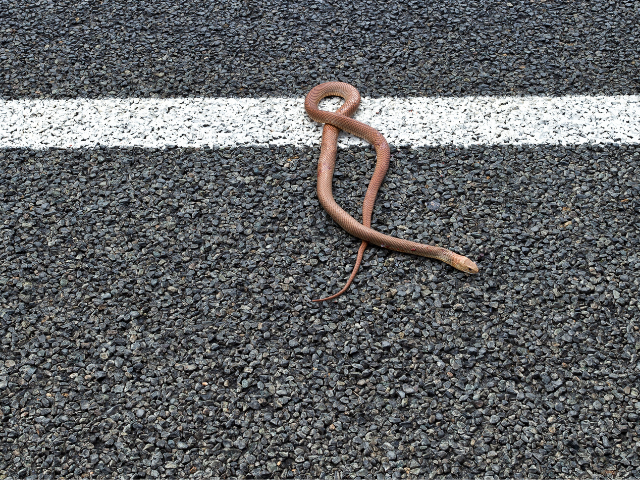 Cobra marrom pequena em asfalto