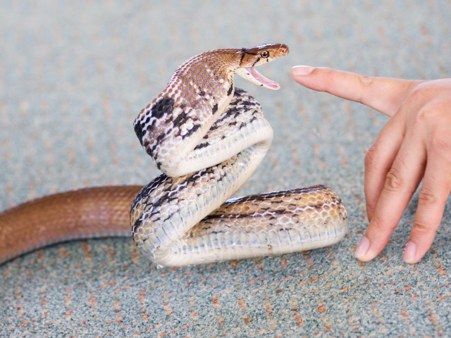 Cobra marrom mordendo dedo de alguém 