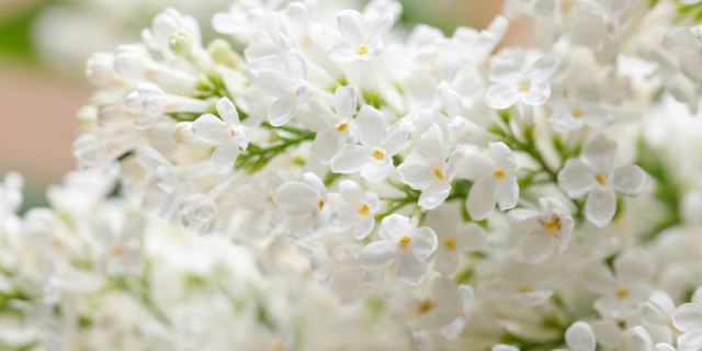 Imagem de flores brancas