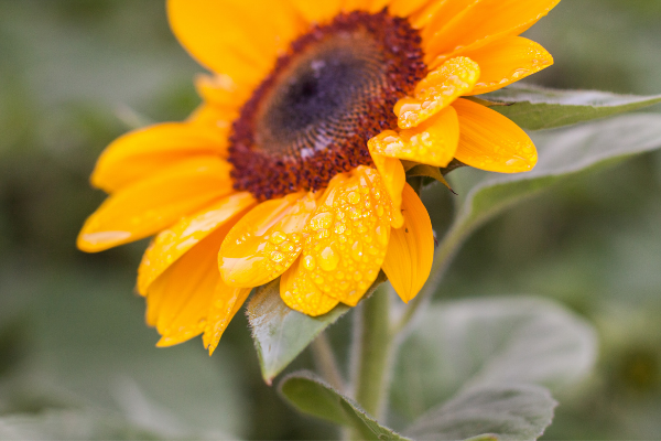 MizC / Getty Images / Canva Imagem de um Girassol com gotas de água nas pétalas