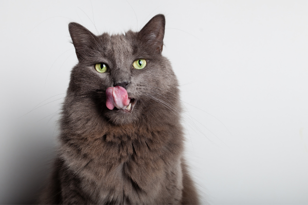 Gato cinza lambendo a boca