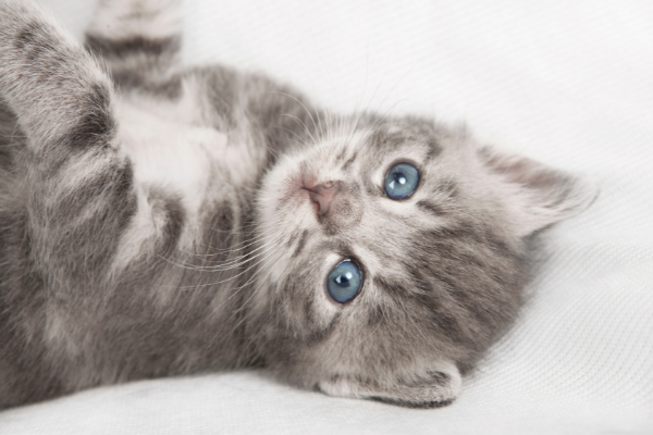 Filhote de gato cinza de olhos azuis