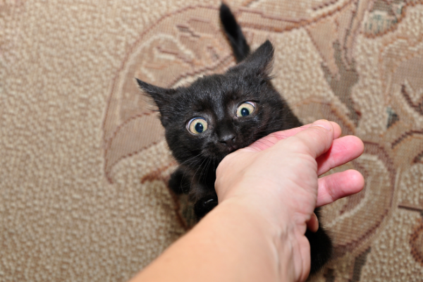 Gato preto mordendo a mão de uma pessoa