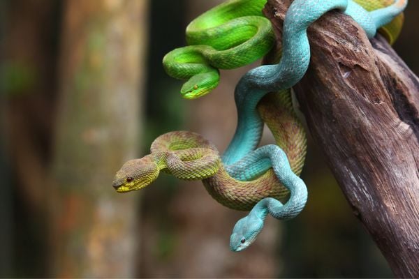 Cobras enroladas em uma árvore