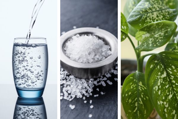 Imagem em gride de um copo com água, sal grosso e a planta comigo-ninguém-pode