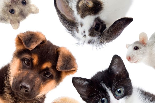 Imagem de animais de estimação: cachorro, gato, coelho e ramster
