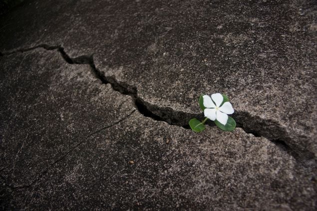 Imagem de uma flor saindo de uma rocha