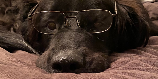 Cachorro com óculos. 