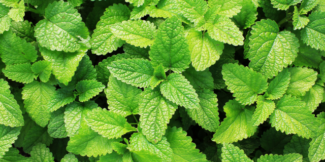 Vaivirga / Canva Folhas de hortelã.