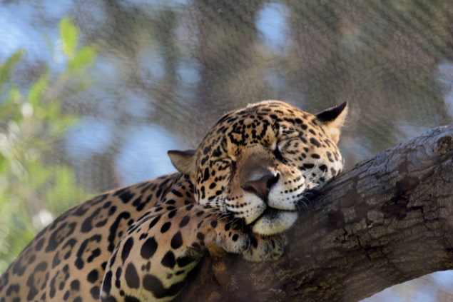 Onça pintada dormindo