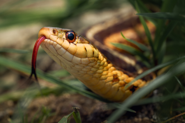 Cobra marrom com a língua para fora