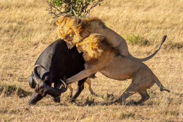 Três leões atacando um búfalo