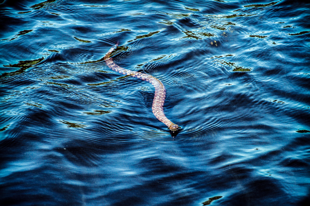 Cobra nadando em águas azuis