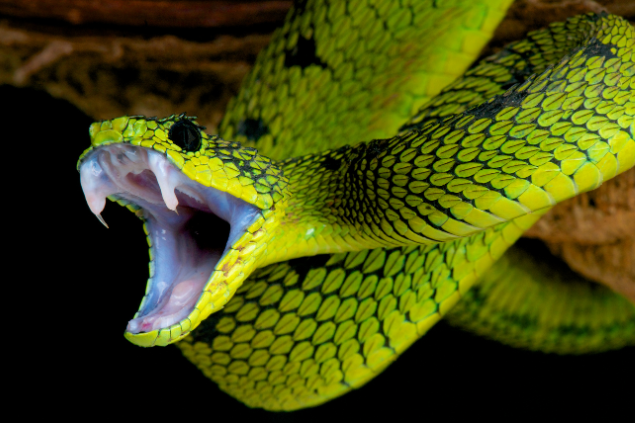 Cobra verde atacando