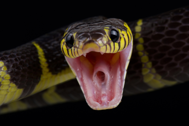 Cobra amarela com a boca aberta