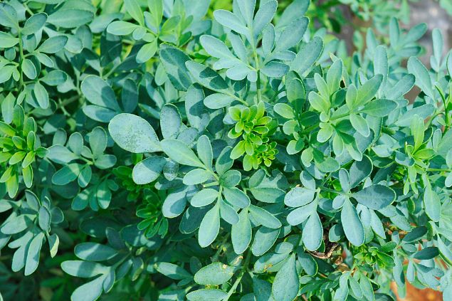 Imagem de um lindo pé de arruda. Uma das ervas para os Exus, utilizada em banhos e defumação.